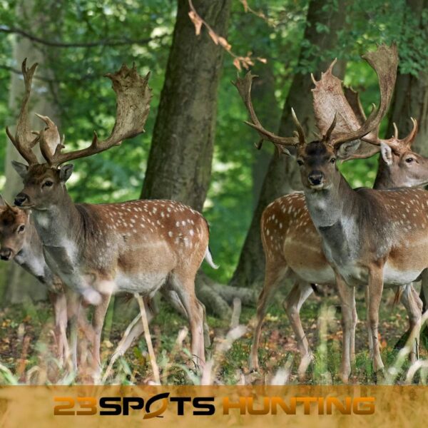 Damwild Erlebnis – Bild 4