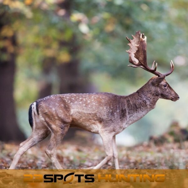 Damwild Erlebnis – Bild 6