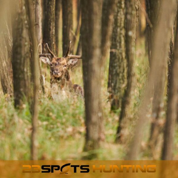 Damwild Erlebnis – Bild 3