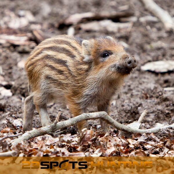Schwarzwild Erlebnis – Bild 4